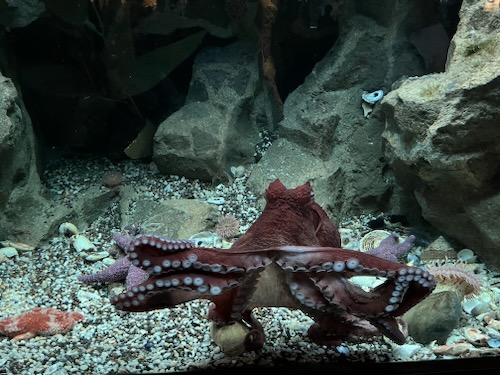 Octopus