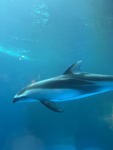 Dolphin