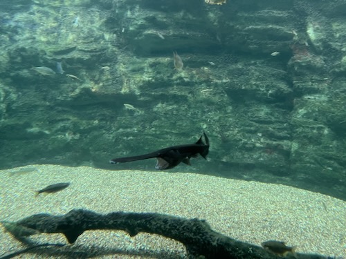 Paddlefish