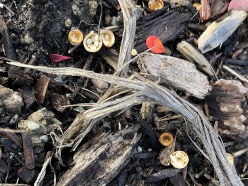 Fungus
