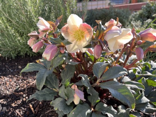 Hellebore