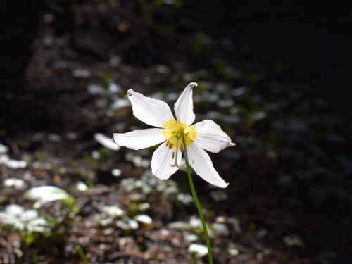 Avalanche Lily