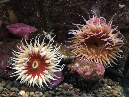 Anemones