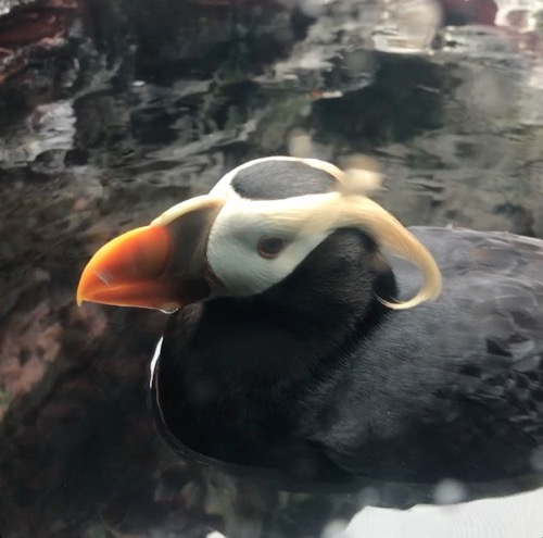 Puffin