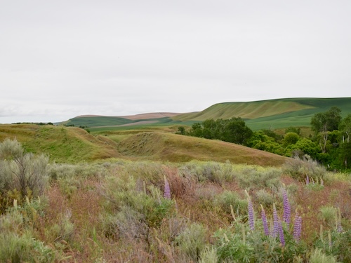 Lupines