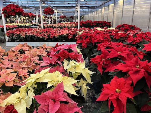 Poinsettias