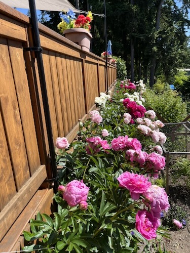 Peonies