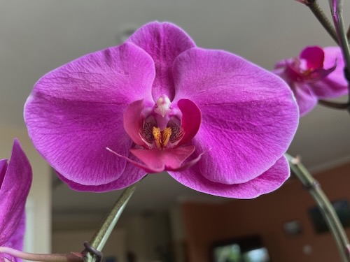 Orchid