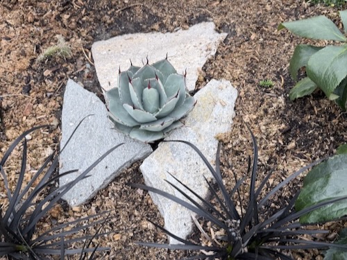 Agave