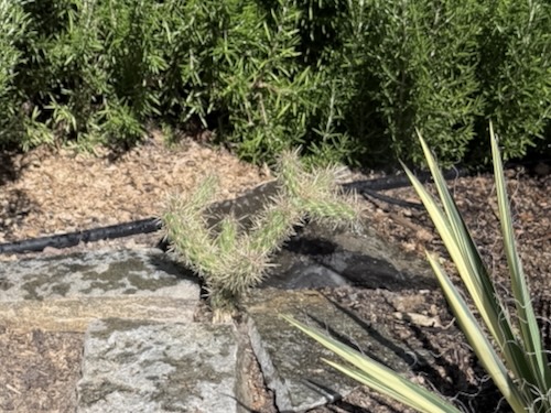 Cactus