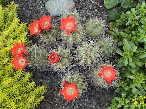 Cactus