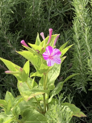 Flower