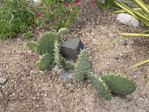 Cactus