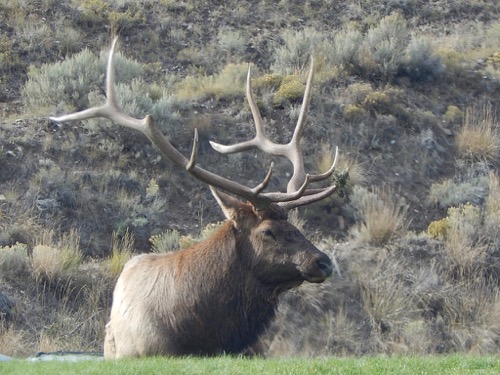 elk