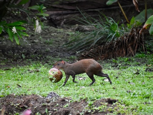 Agouti