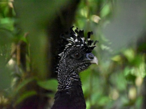 Curassow