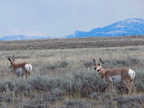 Pronghorn