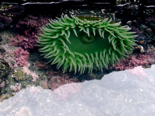 Anemone