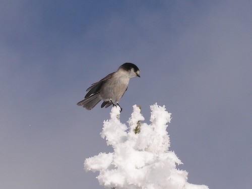 Gray Jay