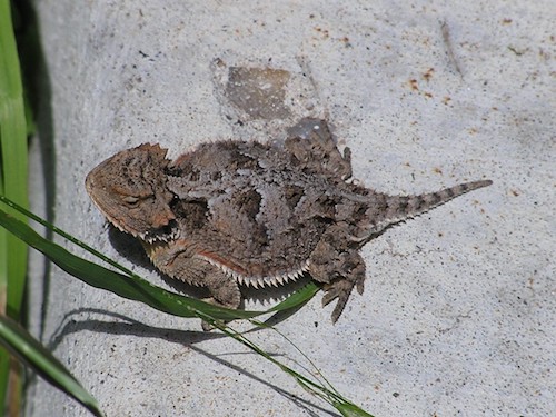 Horned Toad