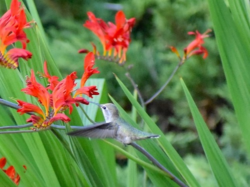 Hummingbird