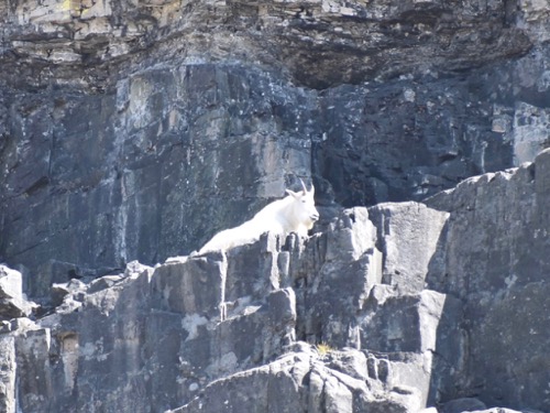 Mountain Goat