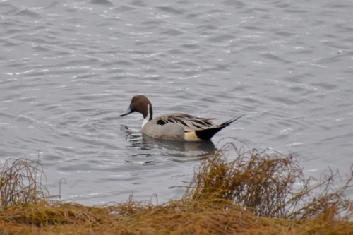 Pintail