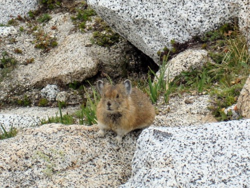 Pika