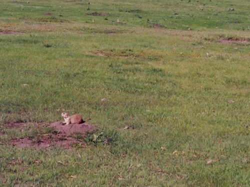 Prairie Dog