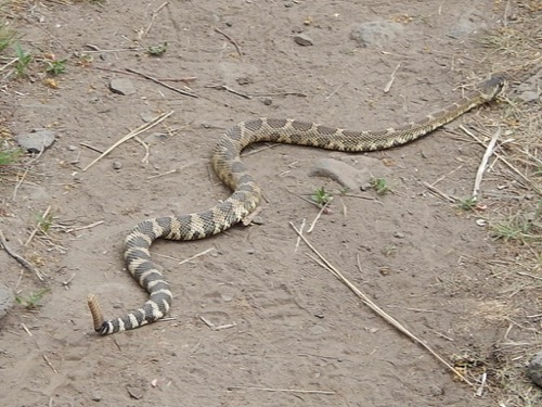 Rattle Snake