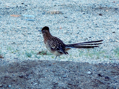 Roadrunner