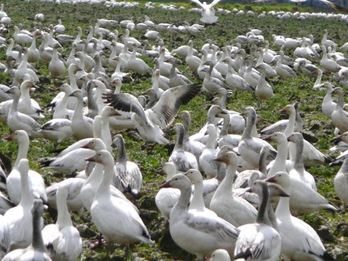 Snowgeese