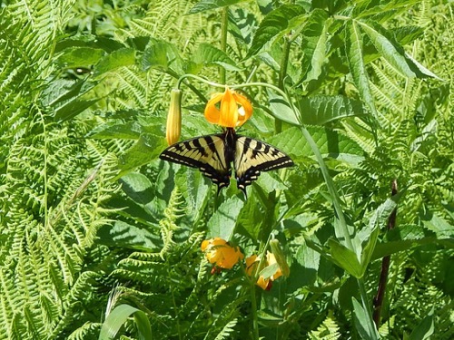 Swallowtail