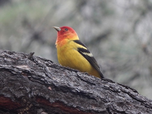 Western Tanager