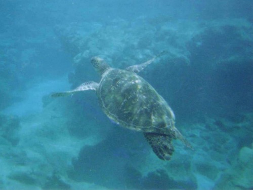 Sea Turtle