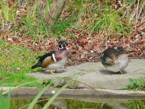 Wood Ducks