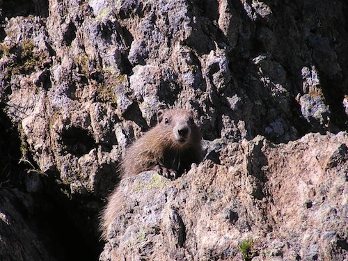 Young Marmot