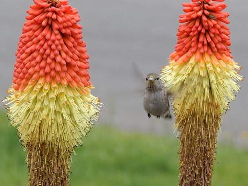 Hummingbird