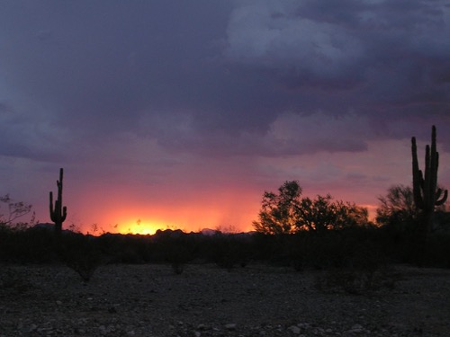 Saguaro