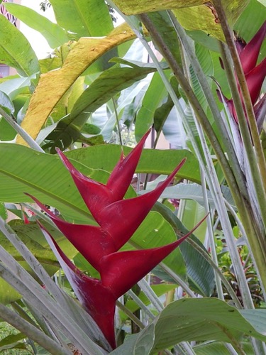 Heliconia