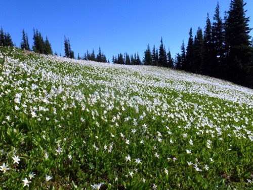 Avalanche Lilies