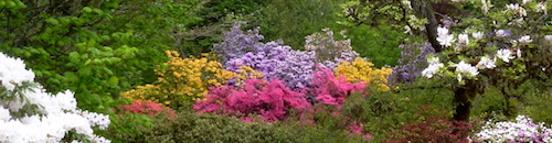 Azaleas