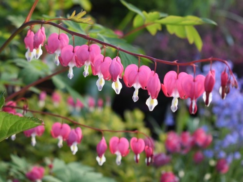 Bleeding Heart