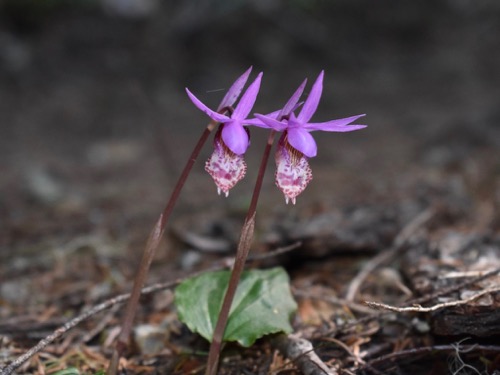 Calypso Orchids