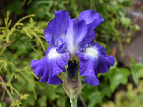 Iris