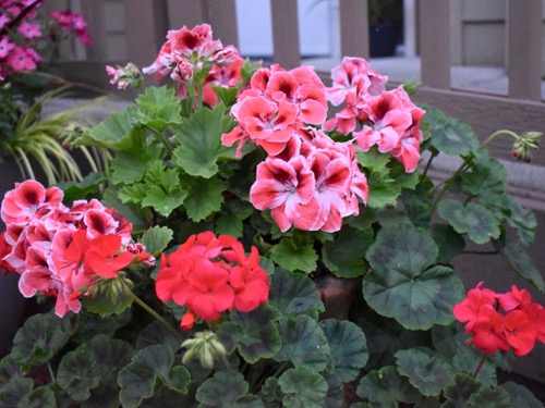 Geraniums