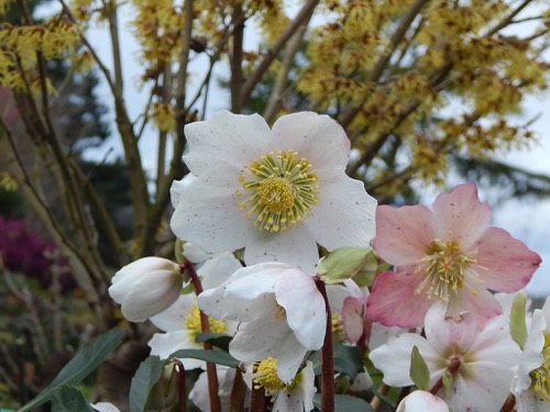 Hellebore