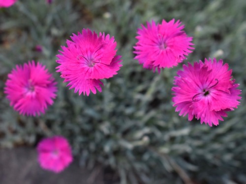 Dianthus