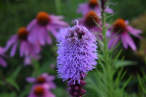 Liatris