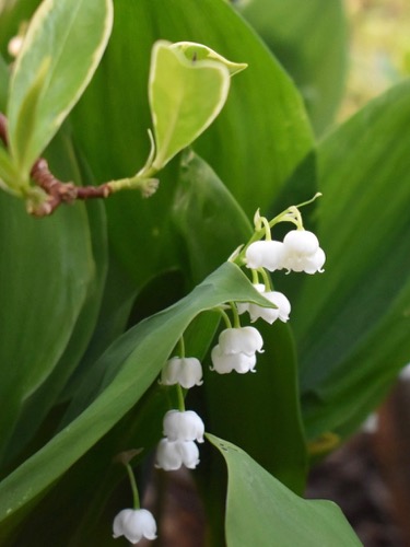 Lily of the Valley